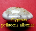 talostolida pellucens alisonae, Burgess 1983